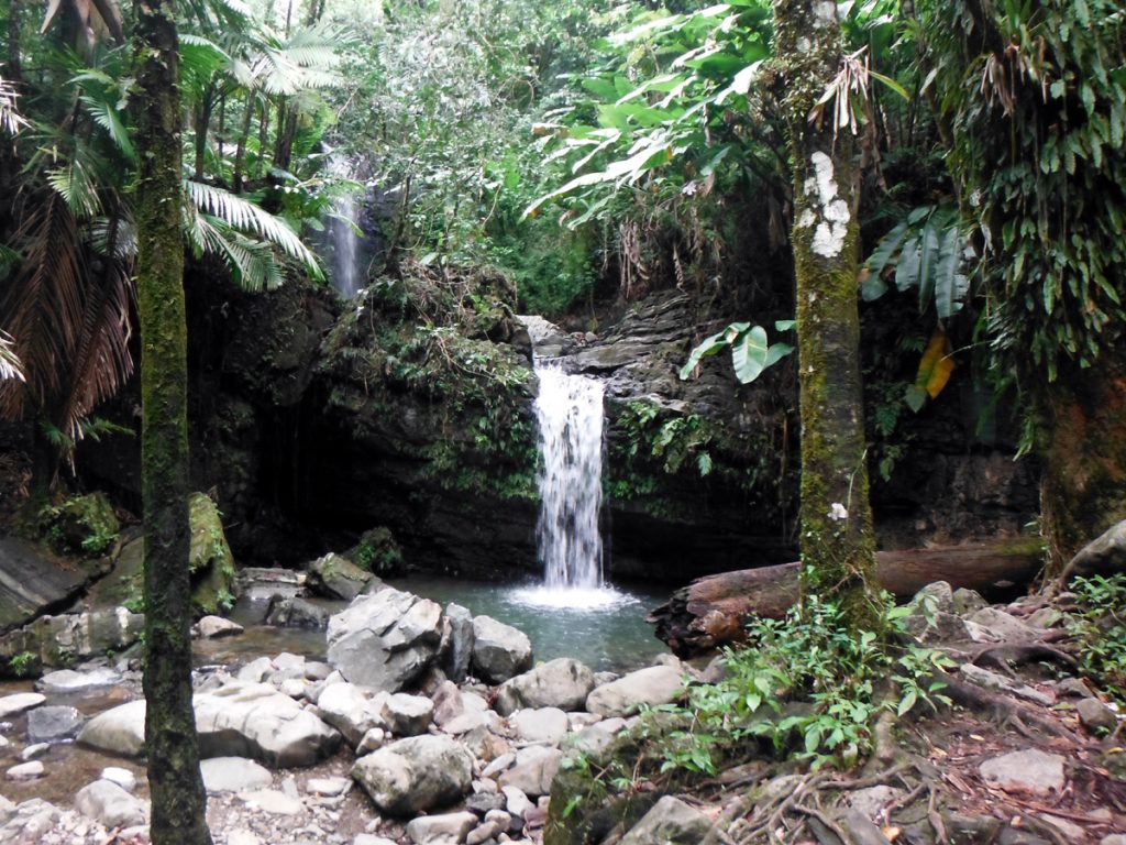 San Juan Rainforest puerto rico