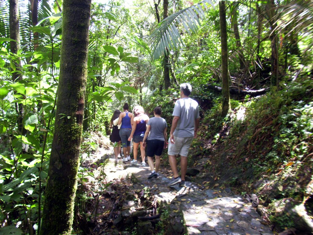 San Juan Rainforest puerto rico